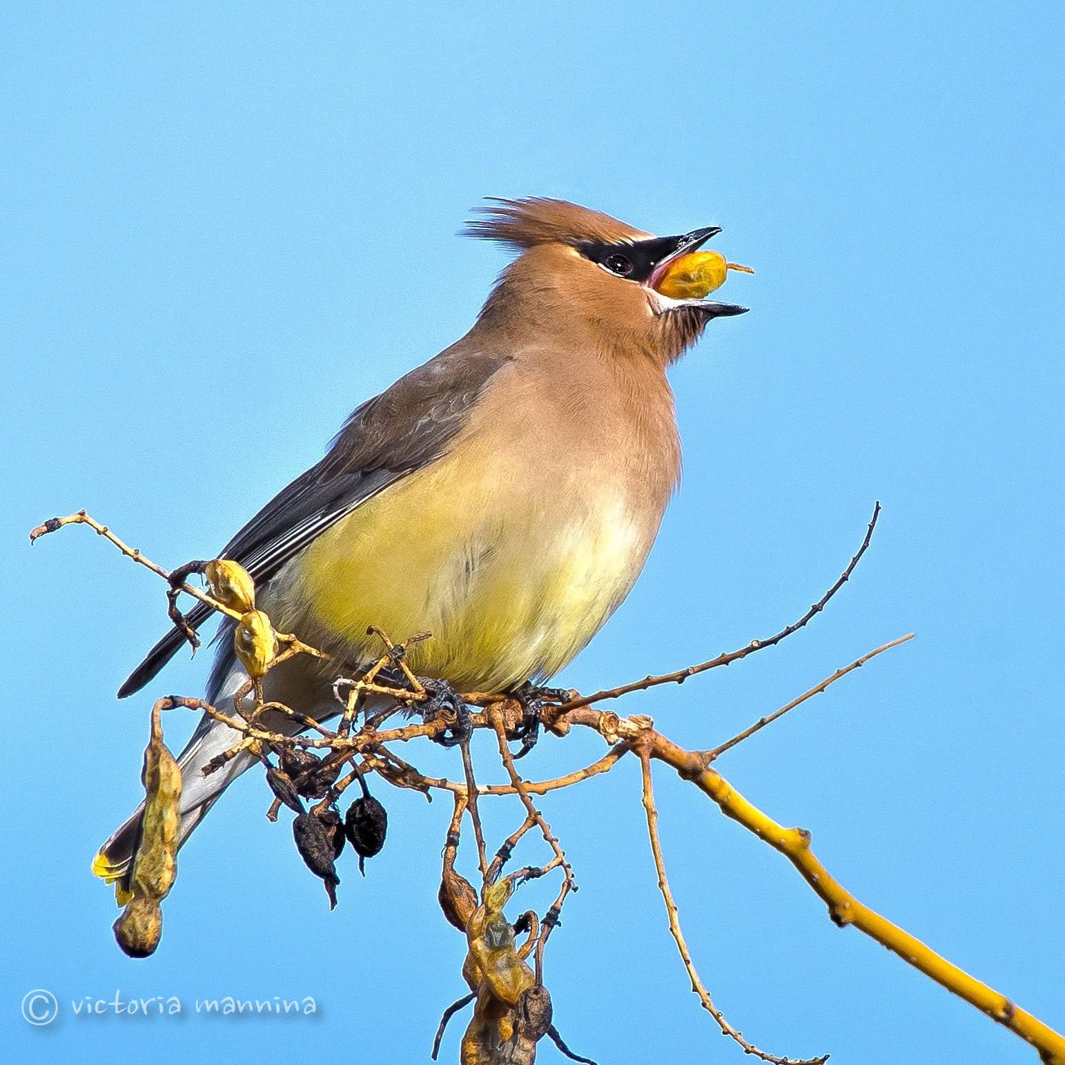 Cedar waxwing perched on branch eating a berry