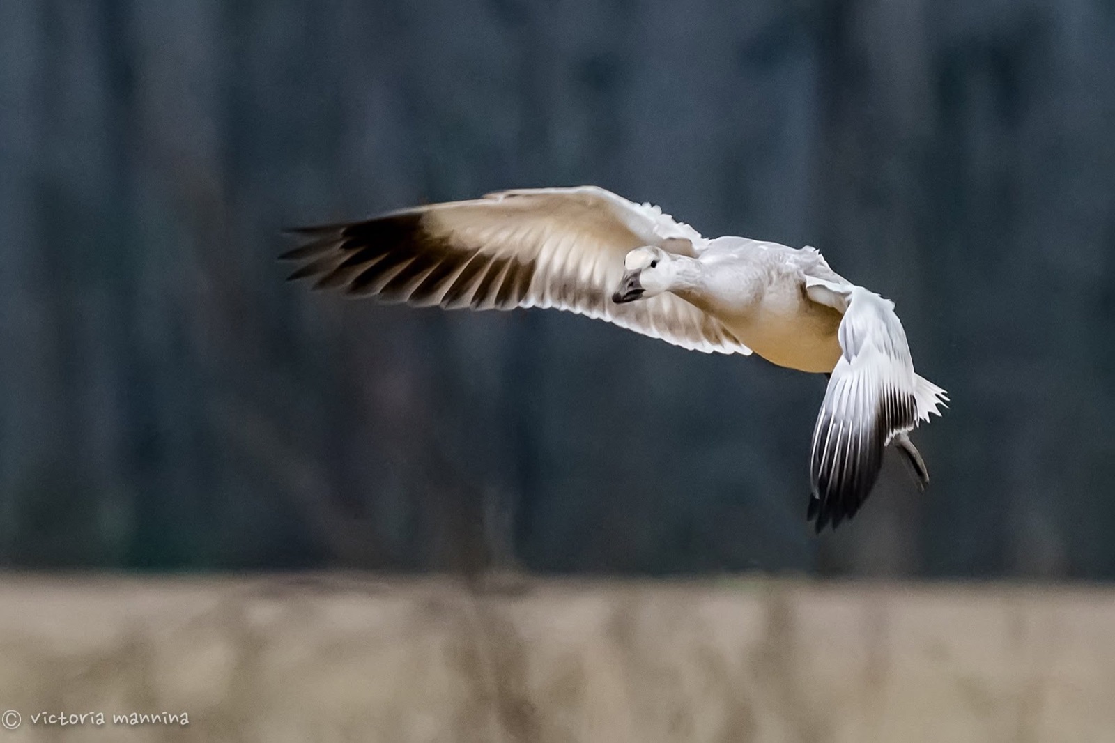 White snow goose diving through the air