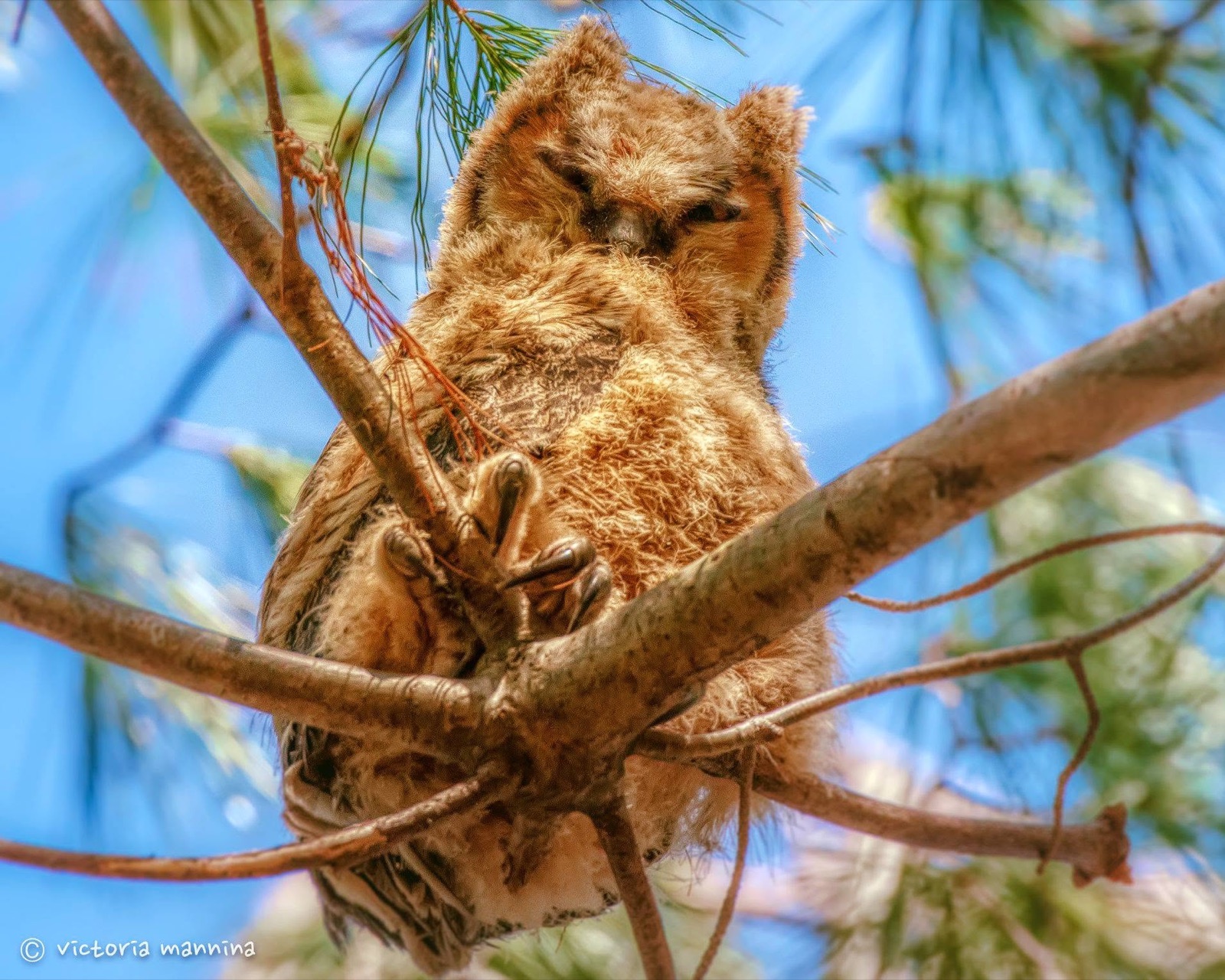 Downy great horned owlet perched among pine branches