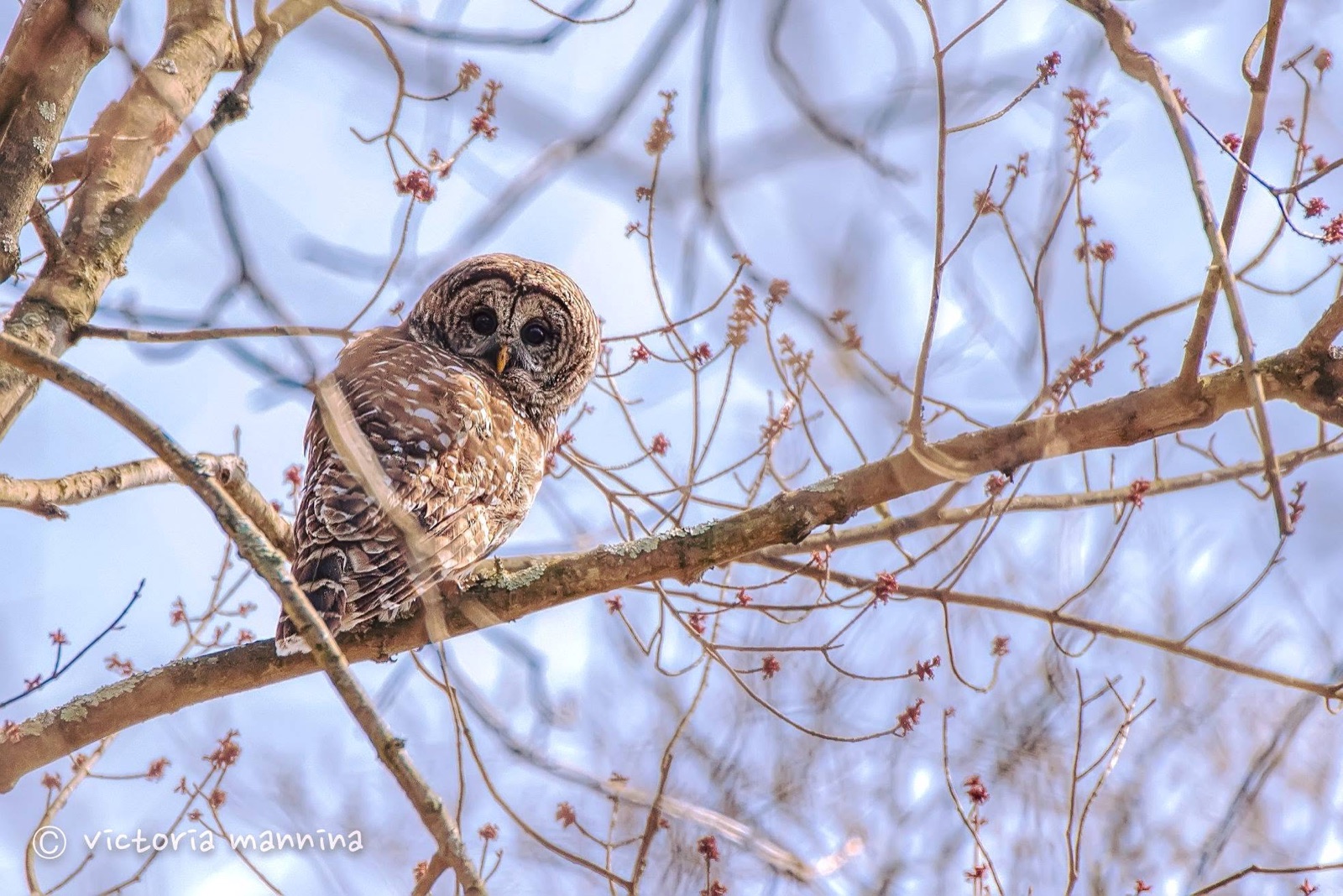 Barred owl perched among budding tree branches