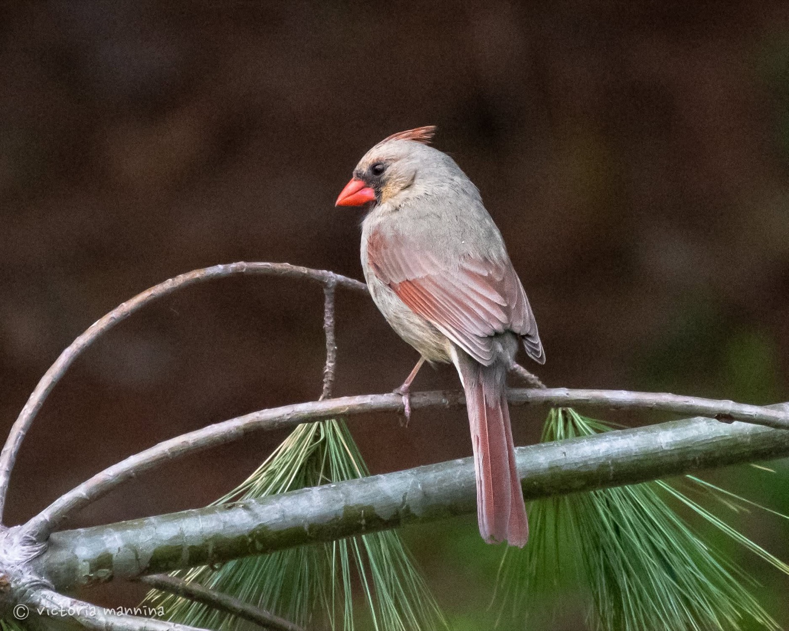 Female northern cardinal perched on pine branch