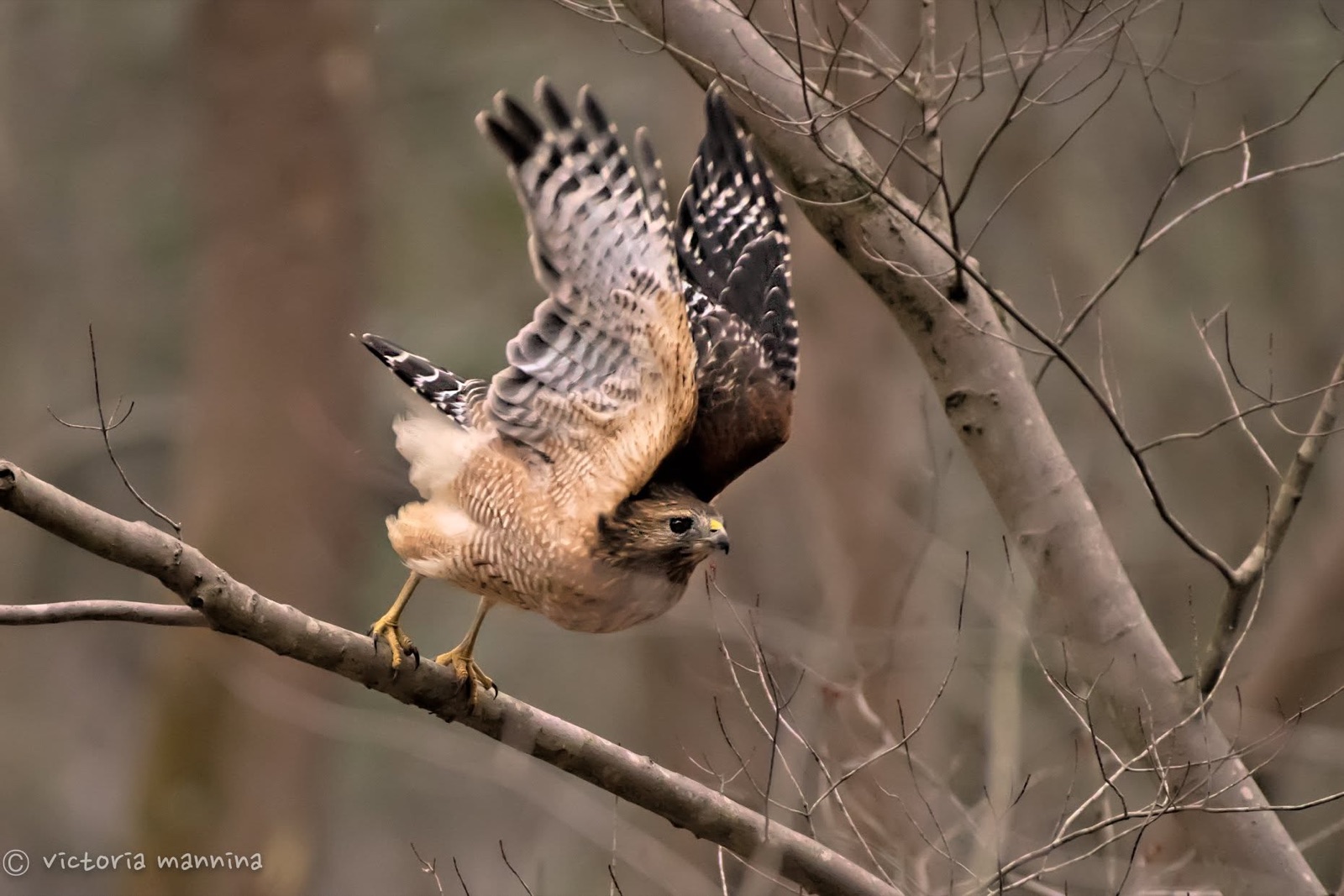 Red-shouldered hawk launching off a bare branch