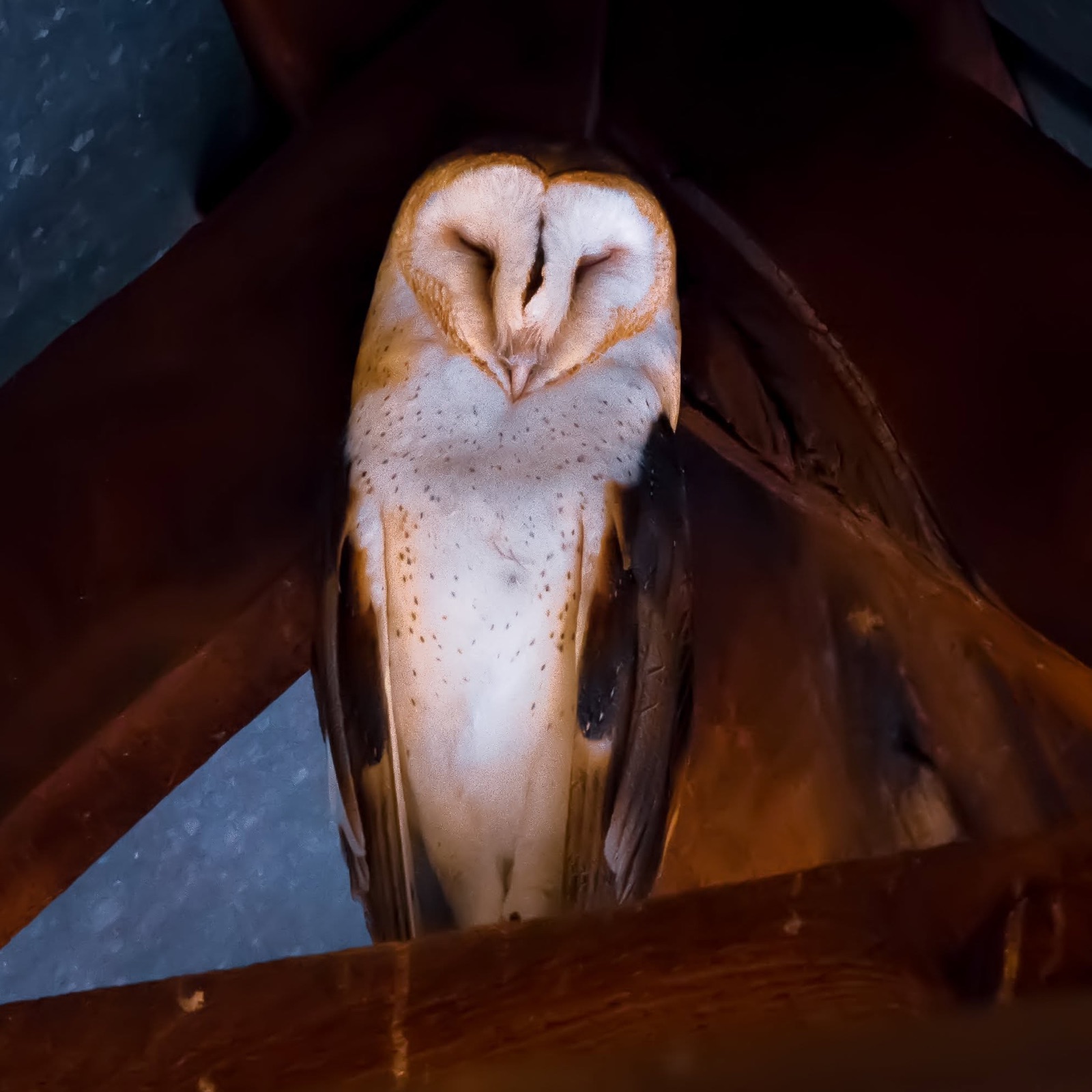 Barn owl perched with eyes closed in barn rafters