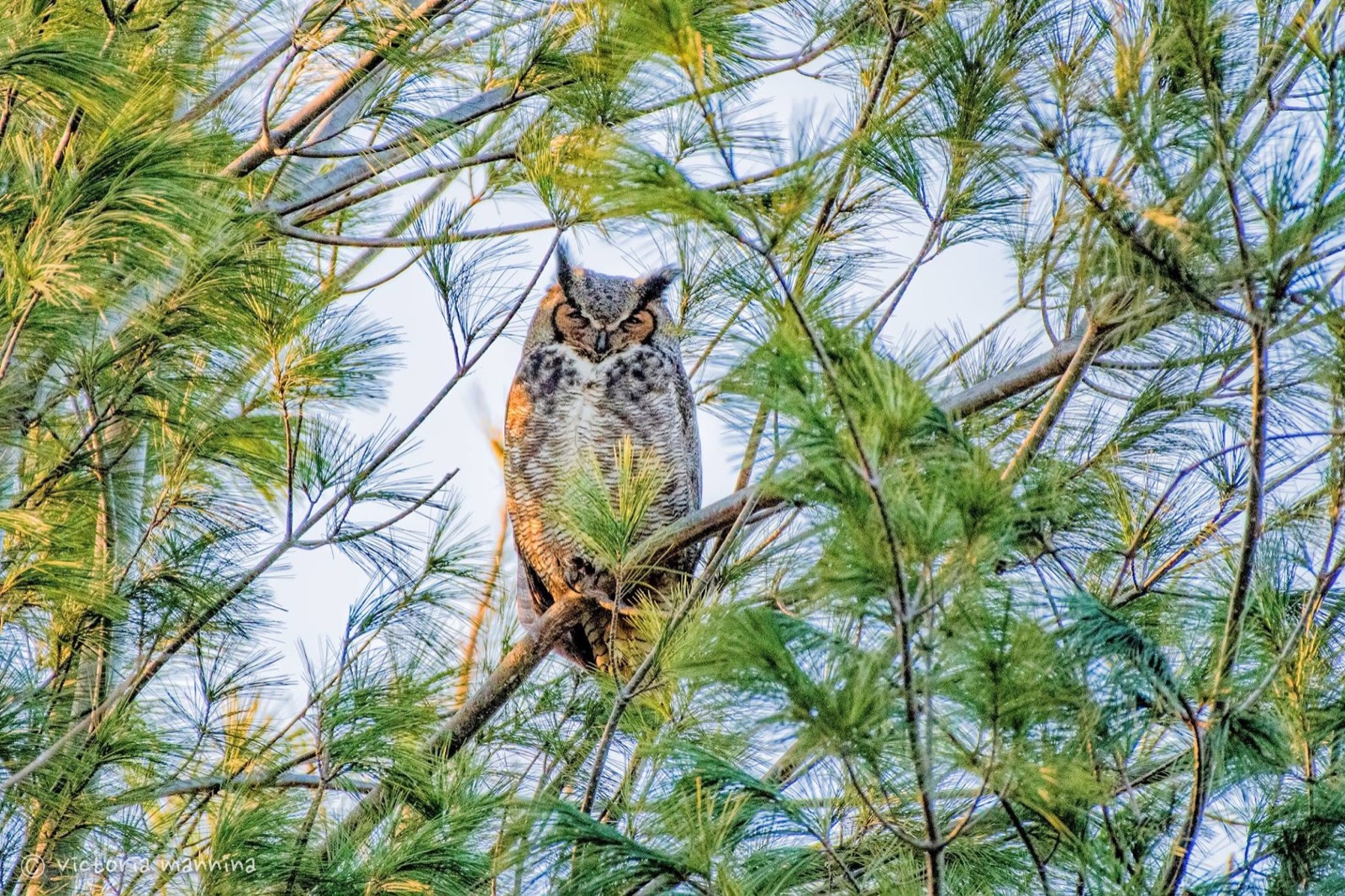 Great horned owl perched among pine branches