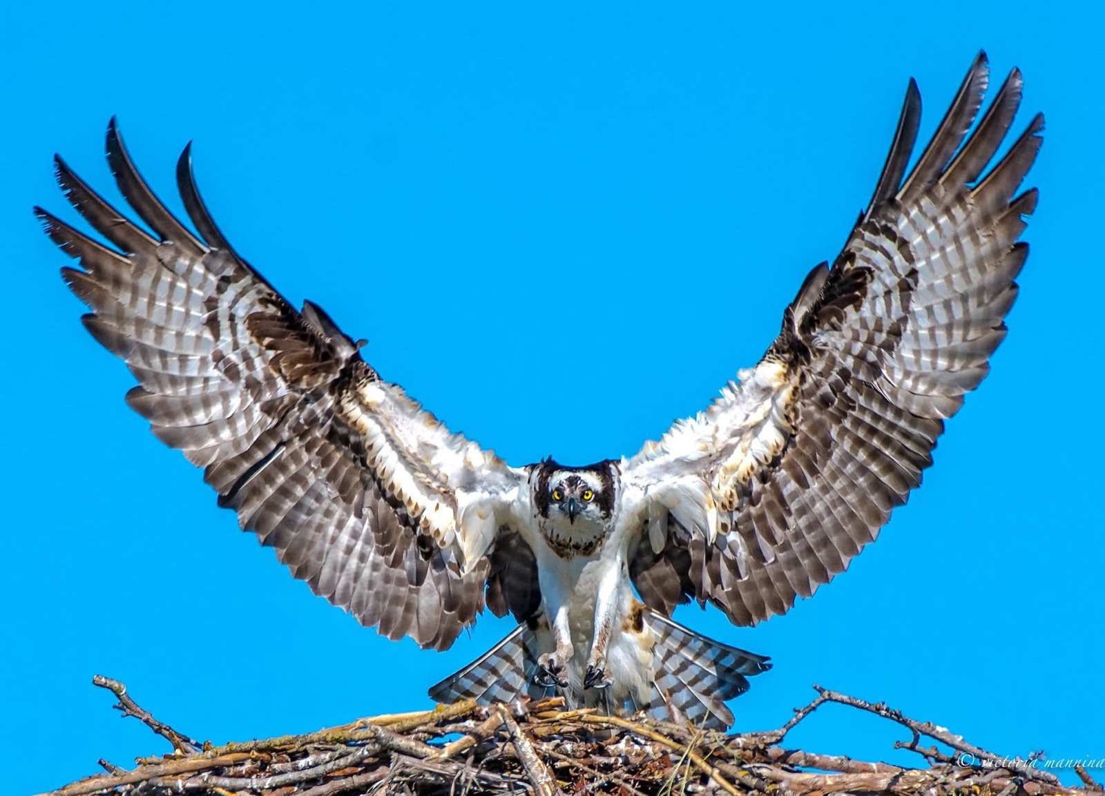 Osprey landing on nest with wings fully spread
