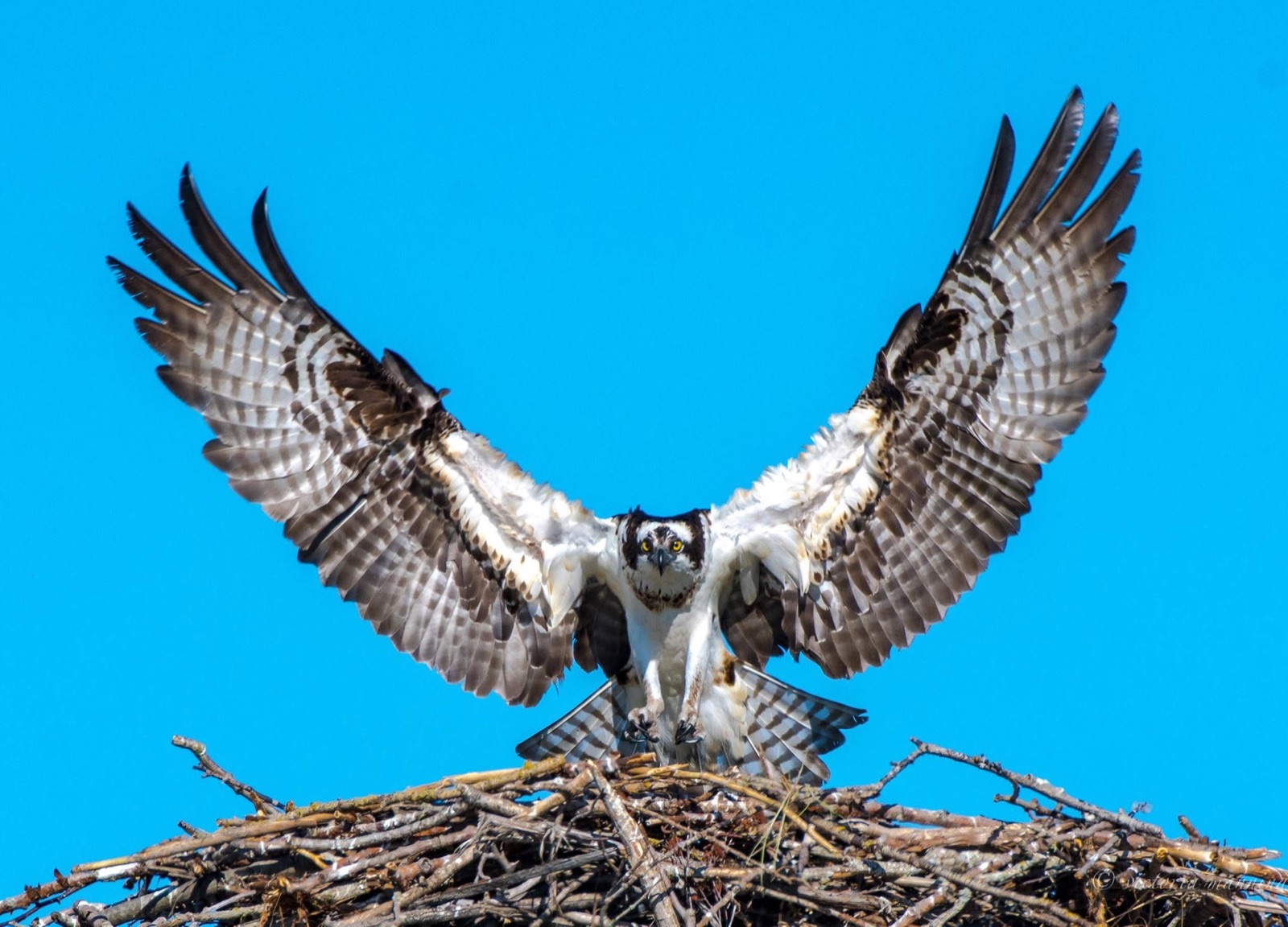 Osprey landing on nest, wings spread wide