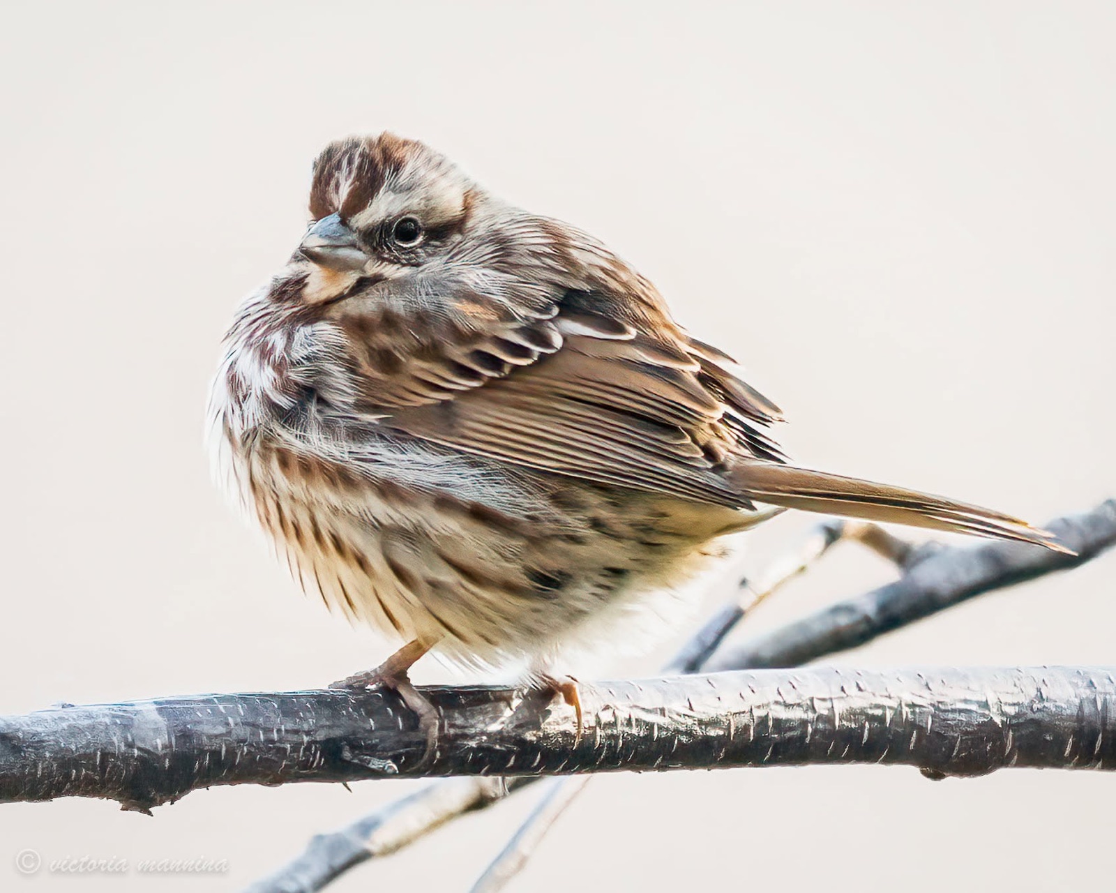 Song sparrow perched on branch, feathers puffed out