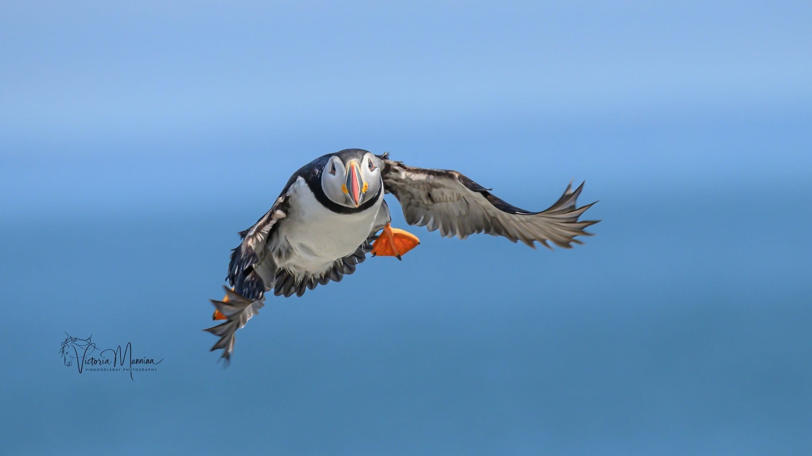 Atlantic puffin flying, wings spread, orange feet forward