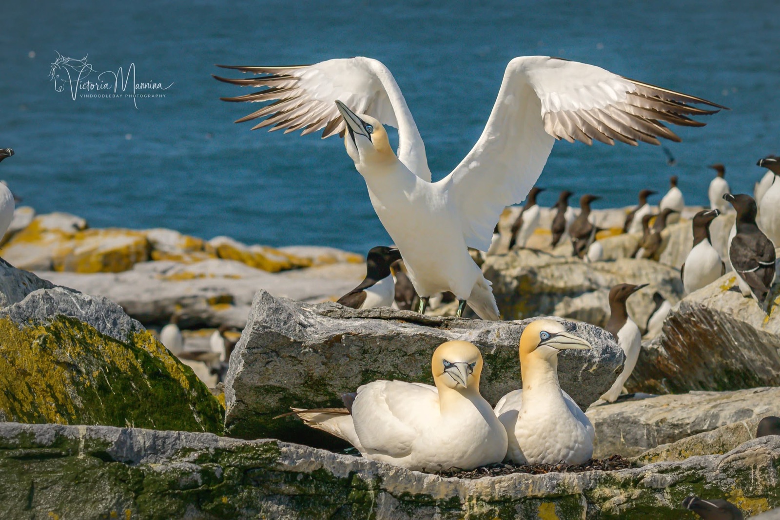 Northern gannets and murres crowded on rocky island
