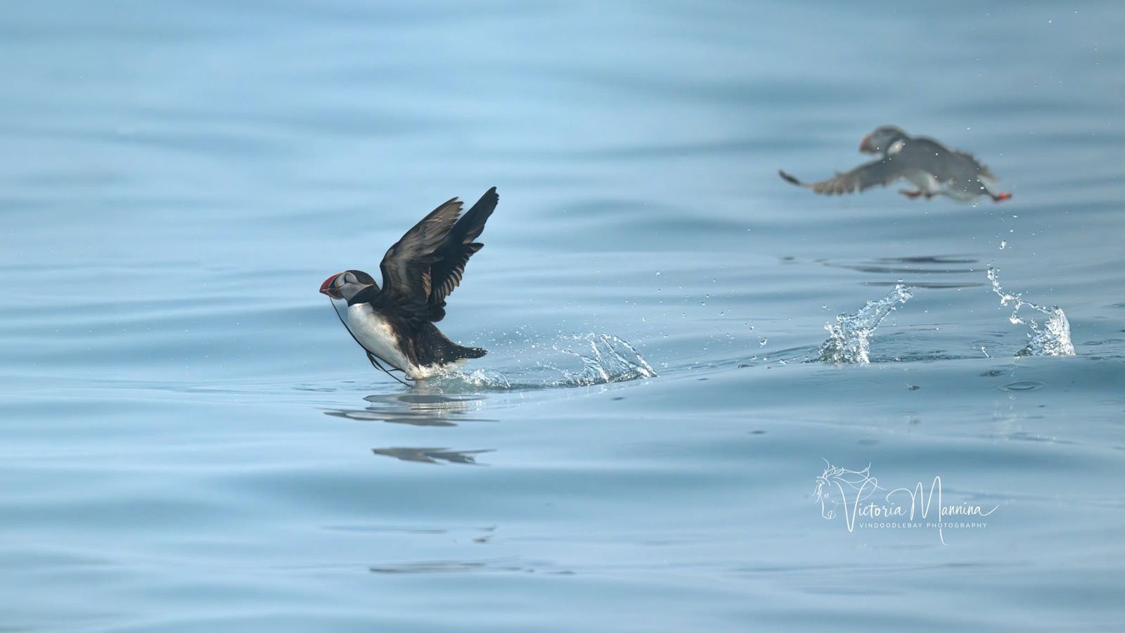 Puffin taking flight off water, second puffin flying behind