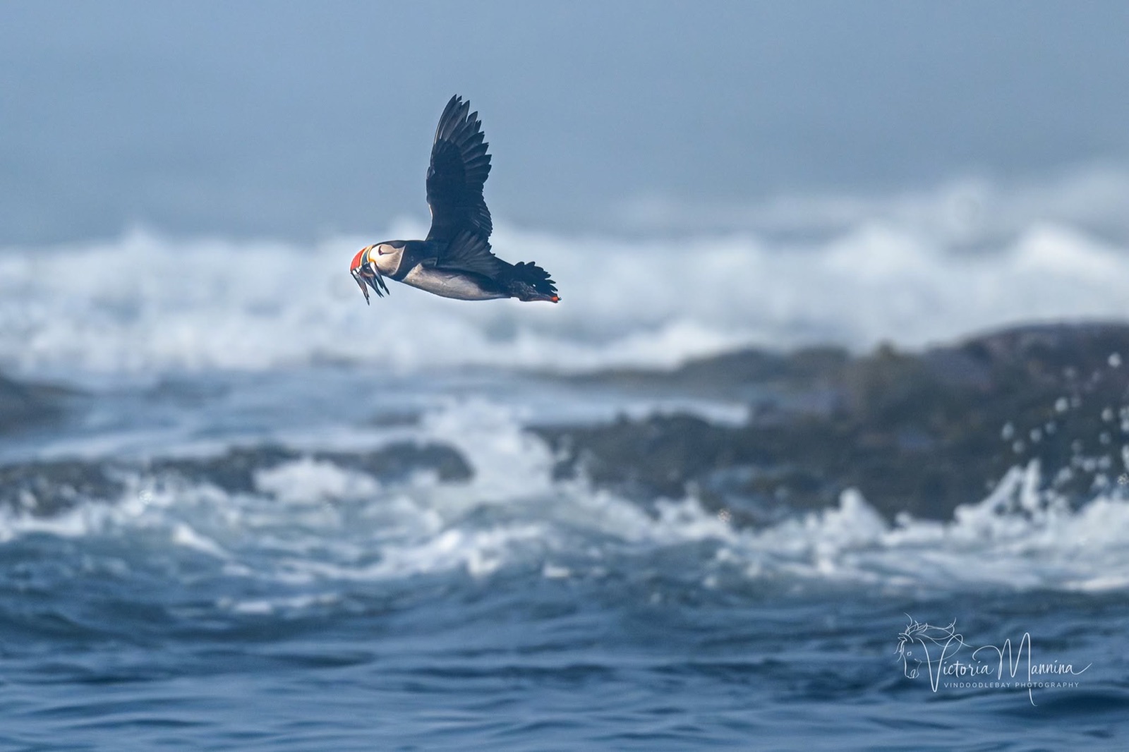 Puffin flying over waves carrying a fish in its beak