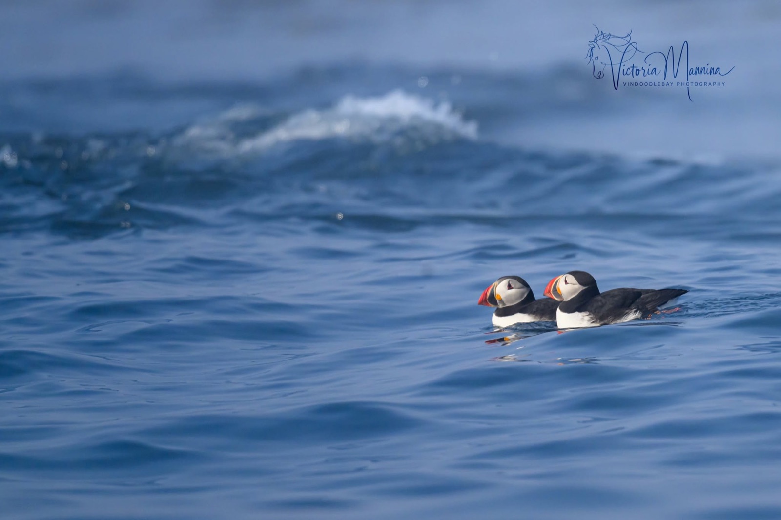 Pair of puffins swimming together on calm water