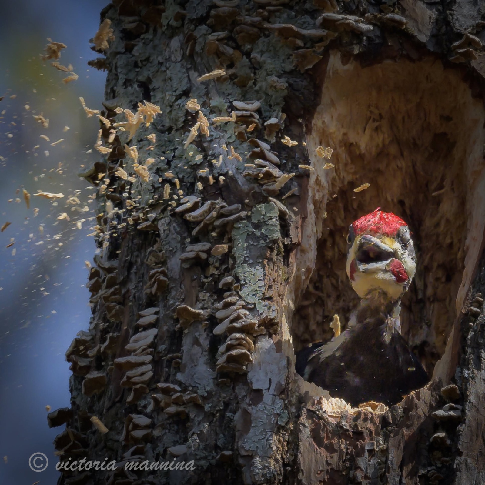 red-bellied woodpecker in tree cavity, wood chips flying