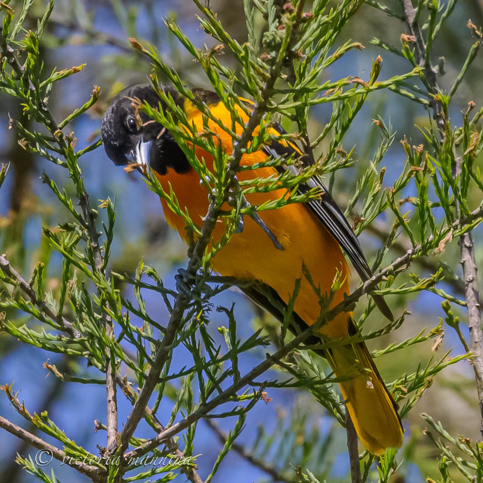 Baltimore oriole perched amid dense branches