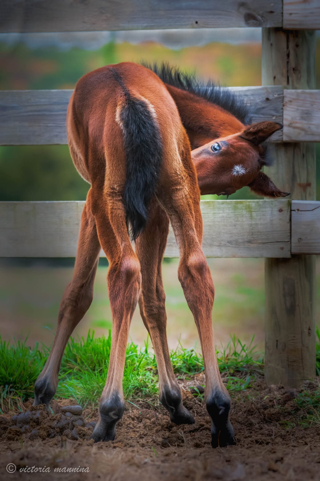 Bay foal bending down to peek through a wooden fence rail