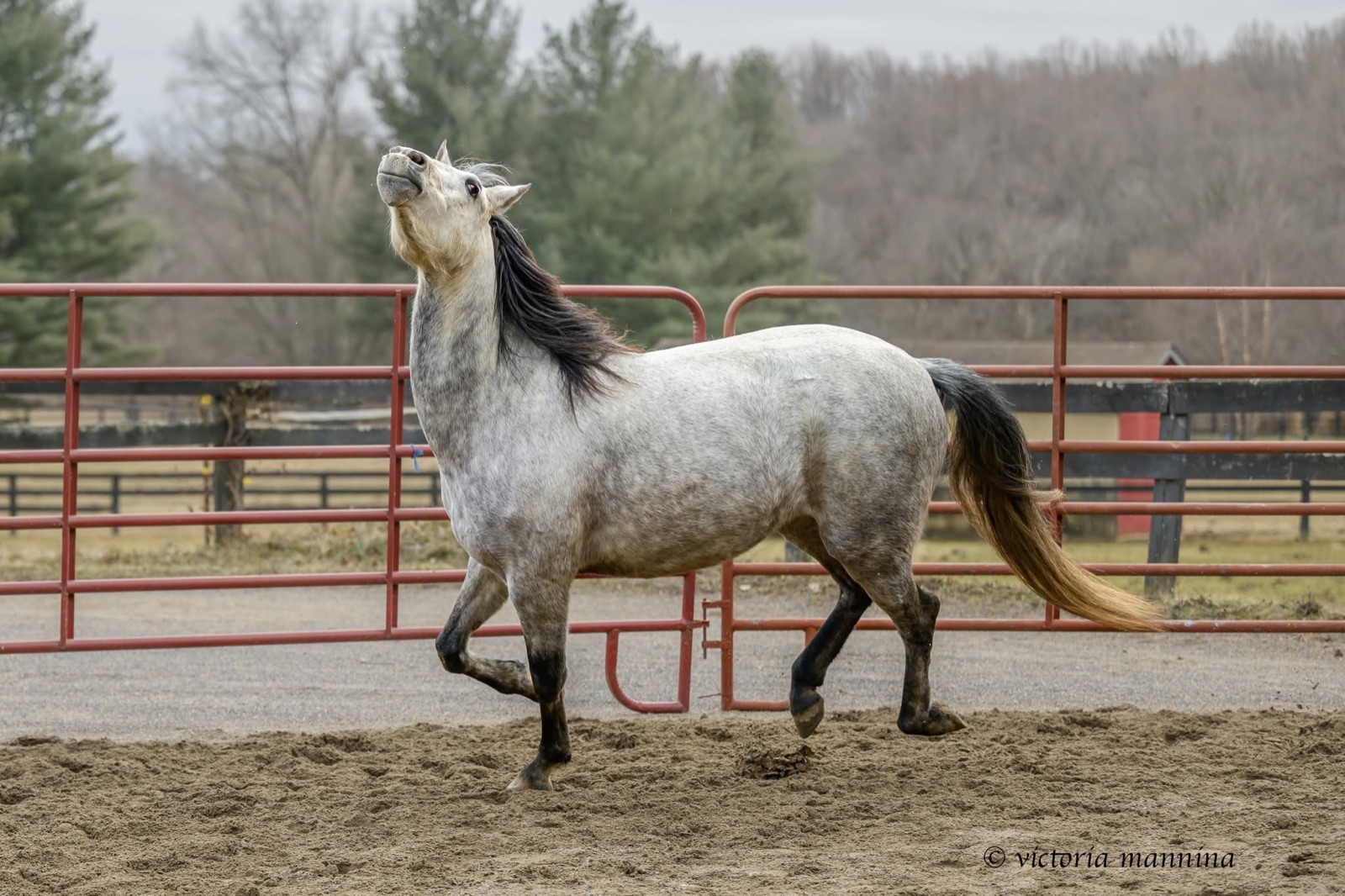 grey dappled horse trotting with head held high in paddock