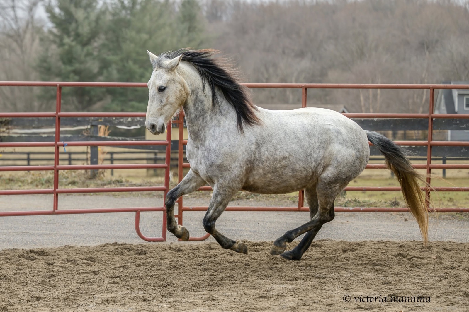 dapple grey horse cantering past a red paddock fence