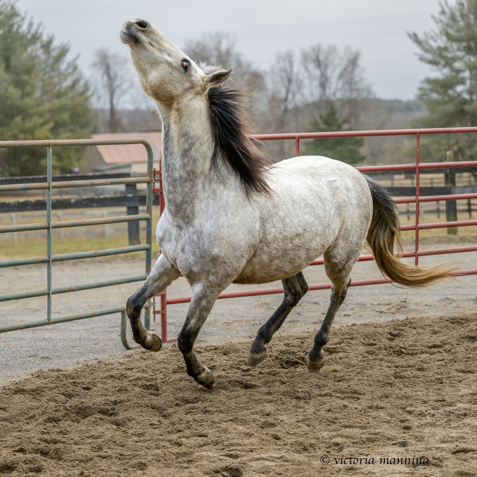dappled grey horse rearing head up in paddock