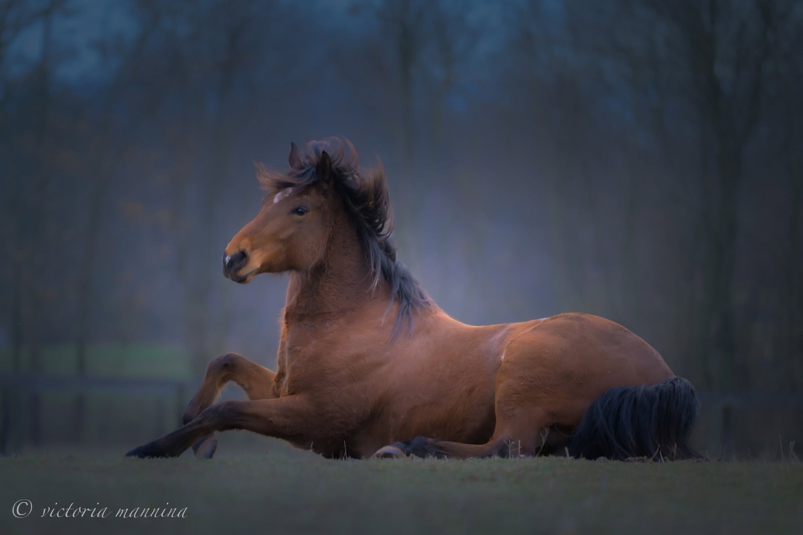Bay horse lying in pasture at dusk, mane blowing