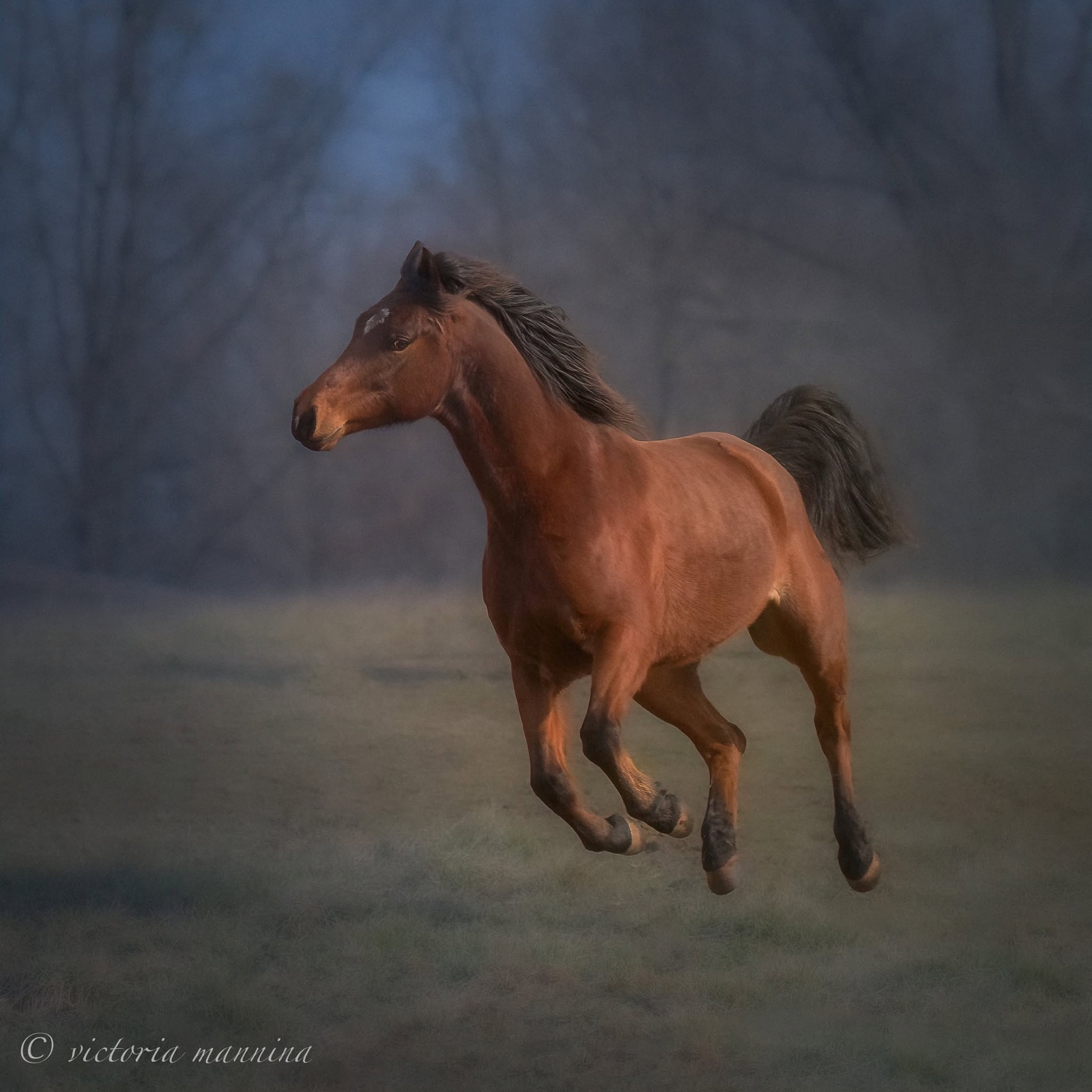 Bay horse cantering across field at dusk, mane flying