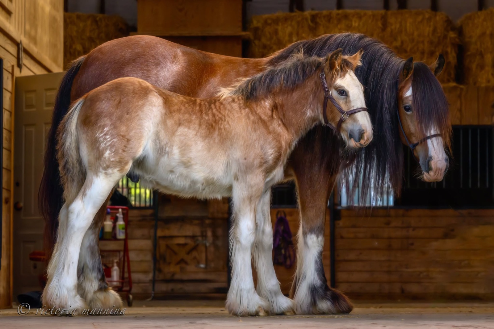 two Clydesdale horses standing together in barn