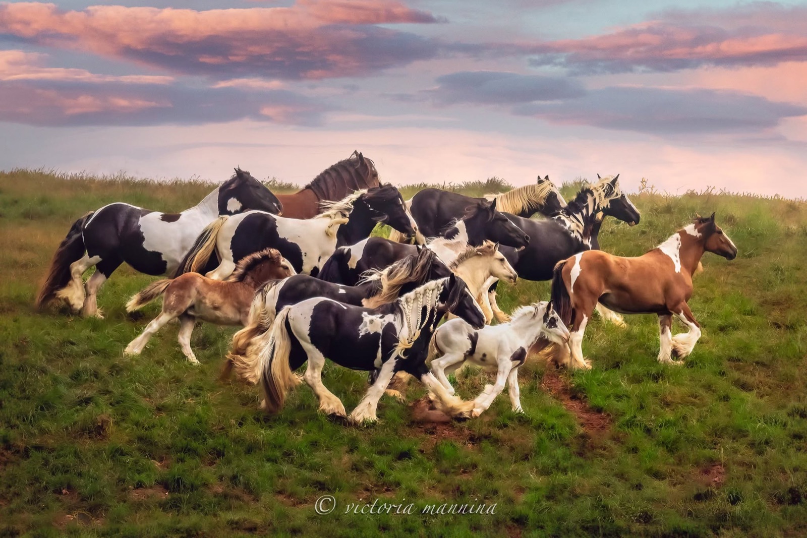 herd of black and white horses running with foals