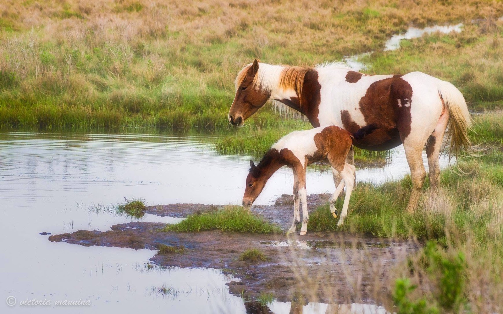 Pinto mare and foal drinking at a pond