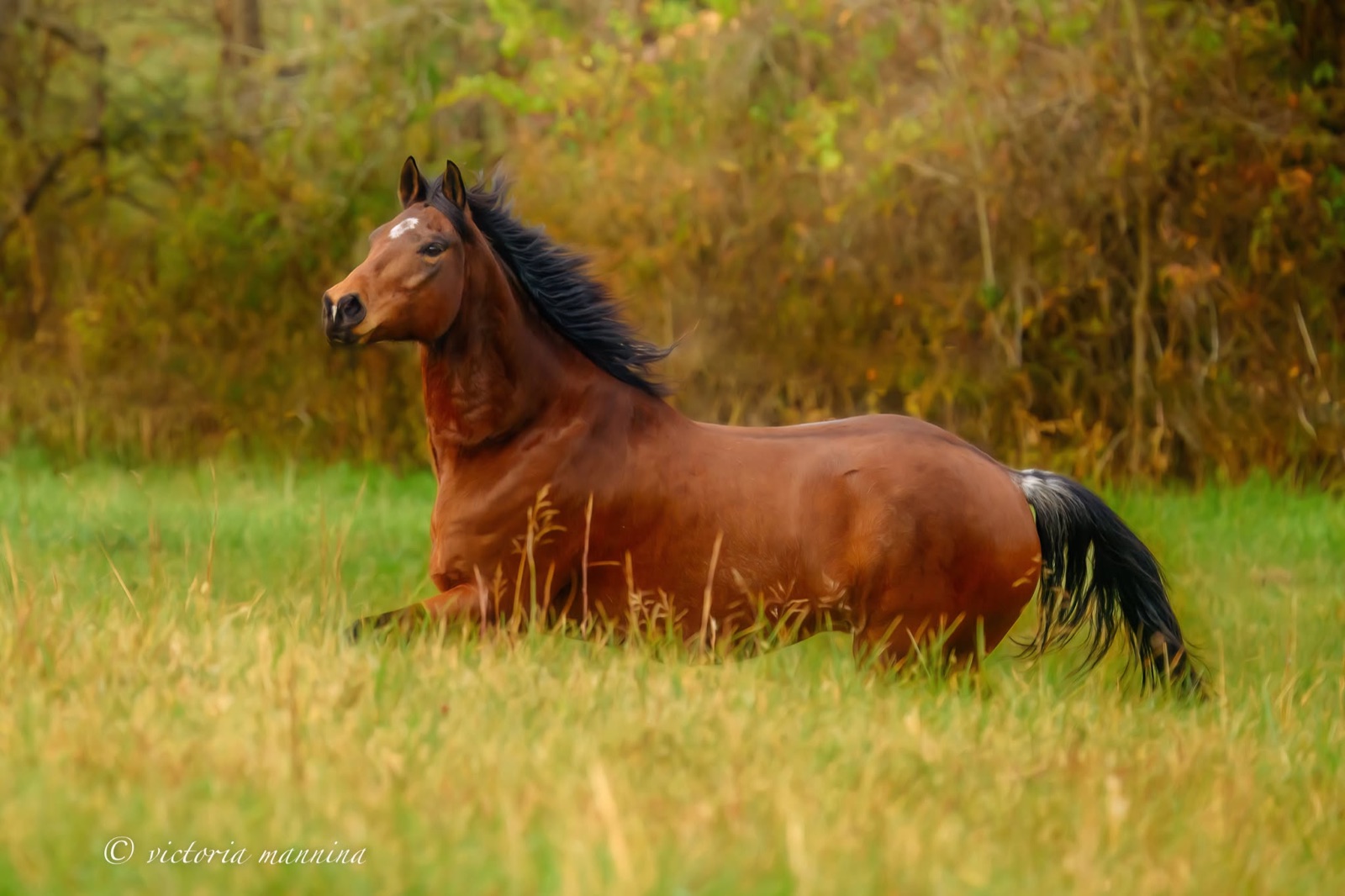 Bay horse lying down in tall autumn grass, mane windblown