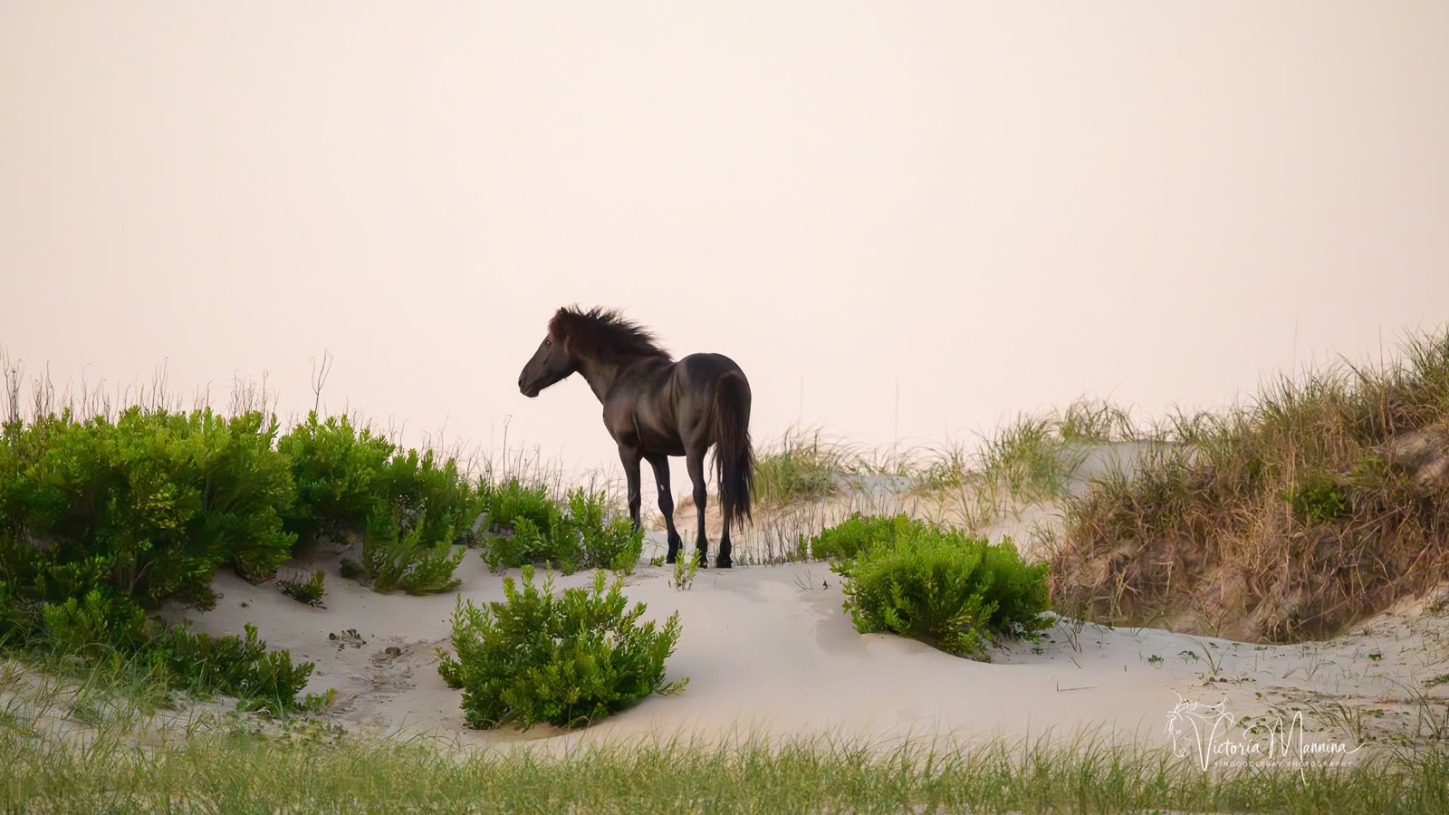 Dark wild horse standing amid beach shrubs