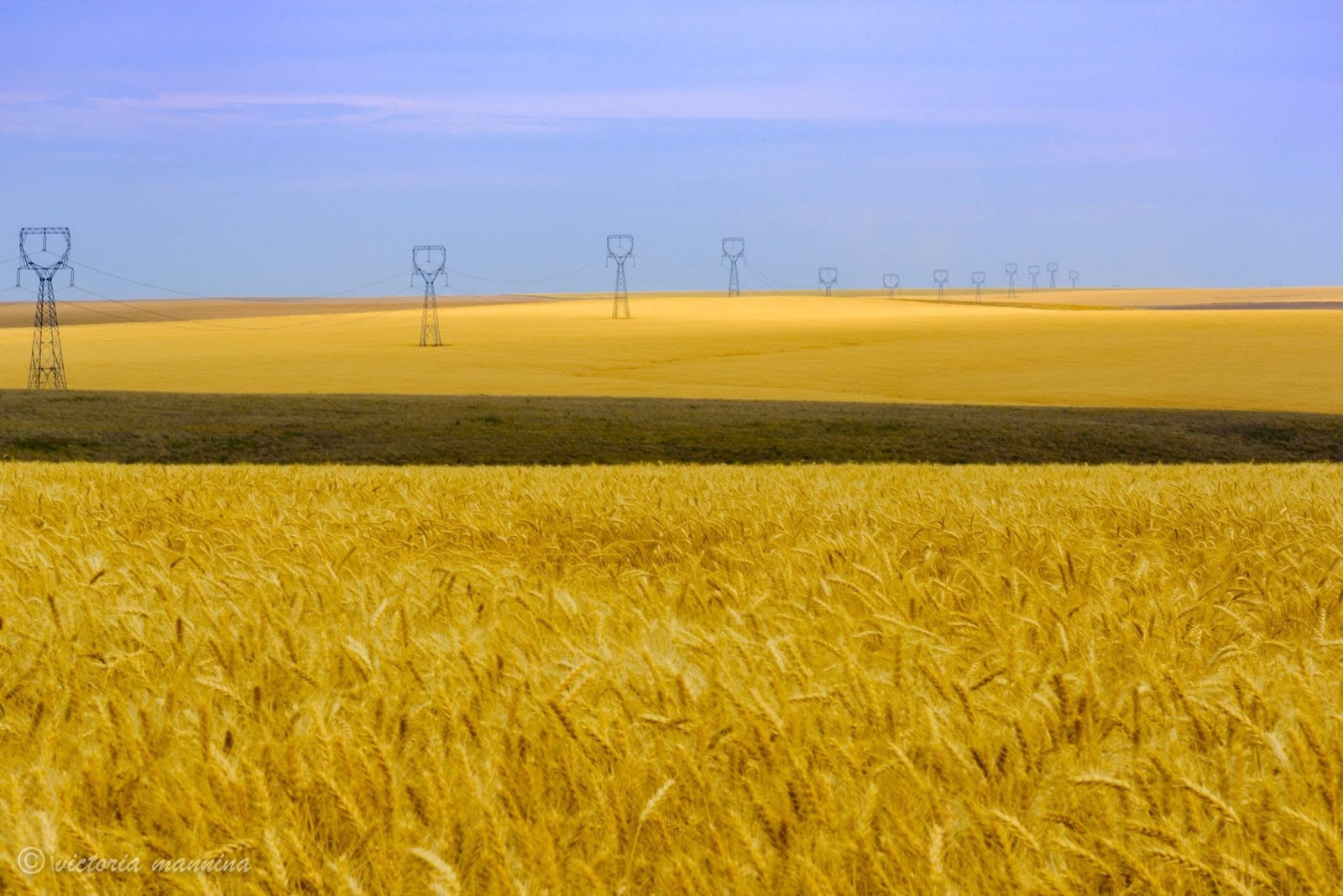 golden wheat field with transmission towers on horizon