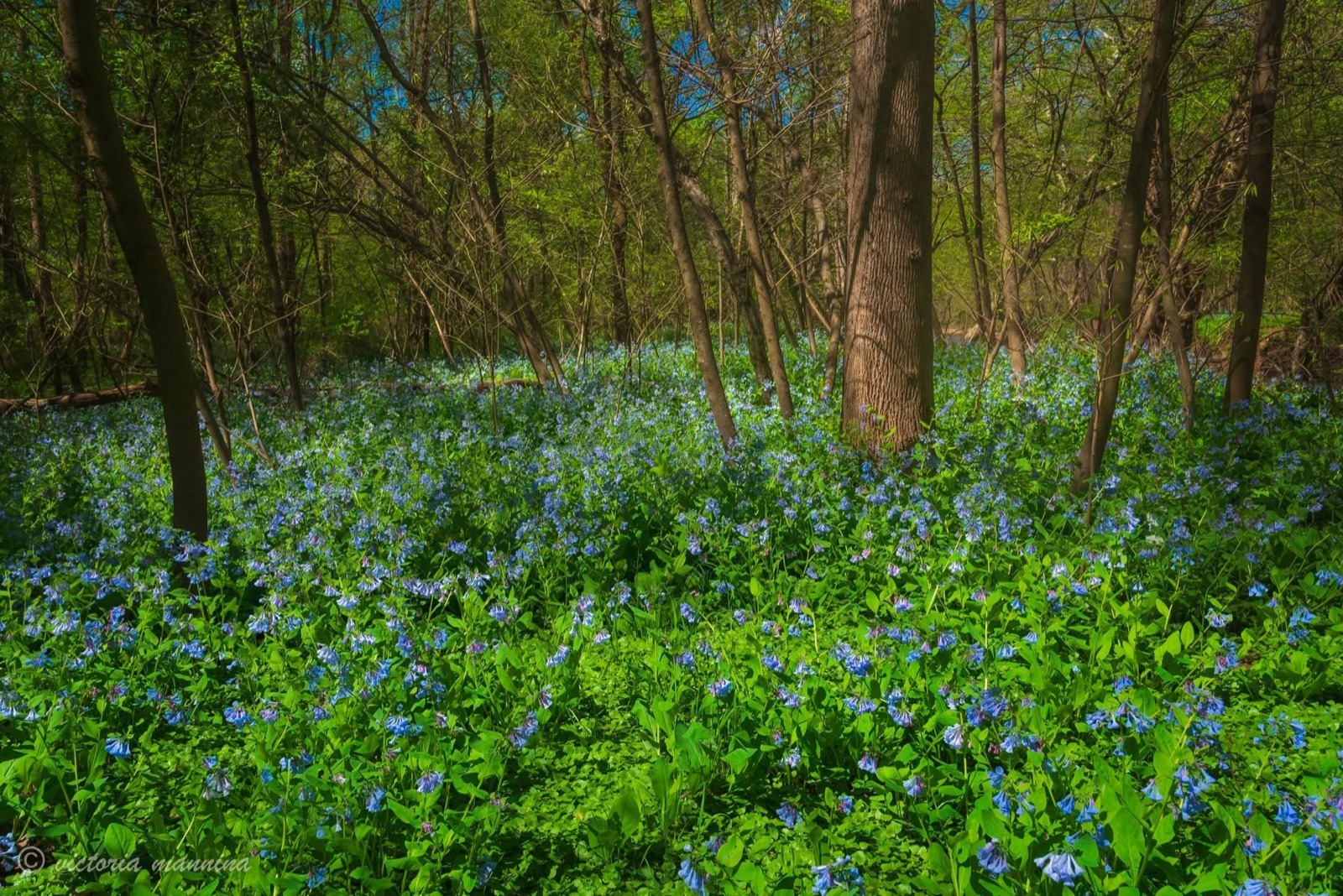 Forest floor covered in blue Virginia bluebells