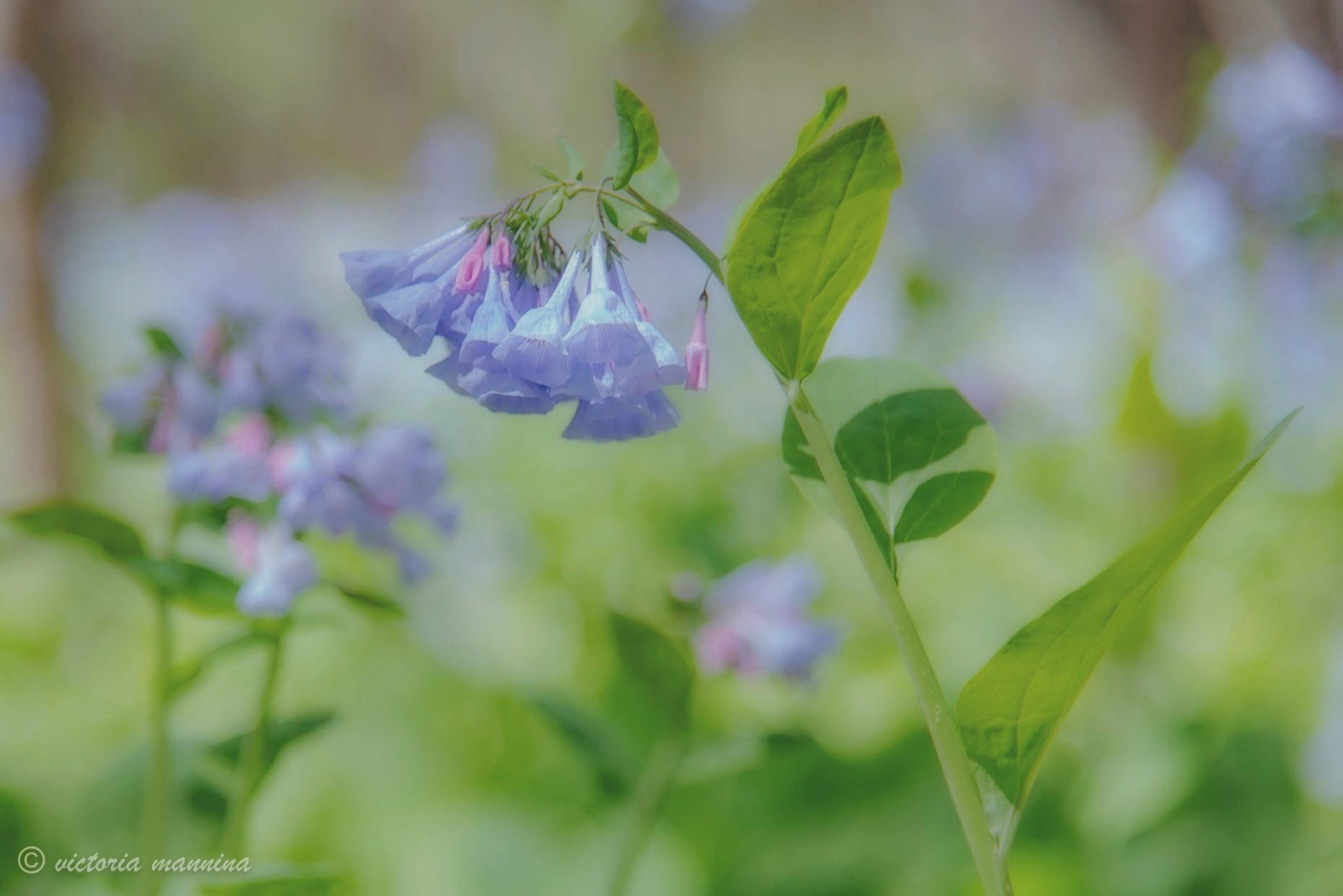 Close-up of blue bell-shaped wildflowers on stem