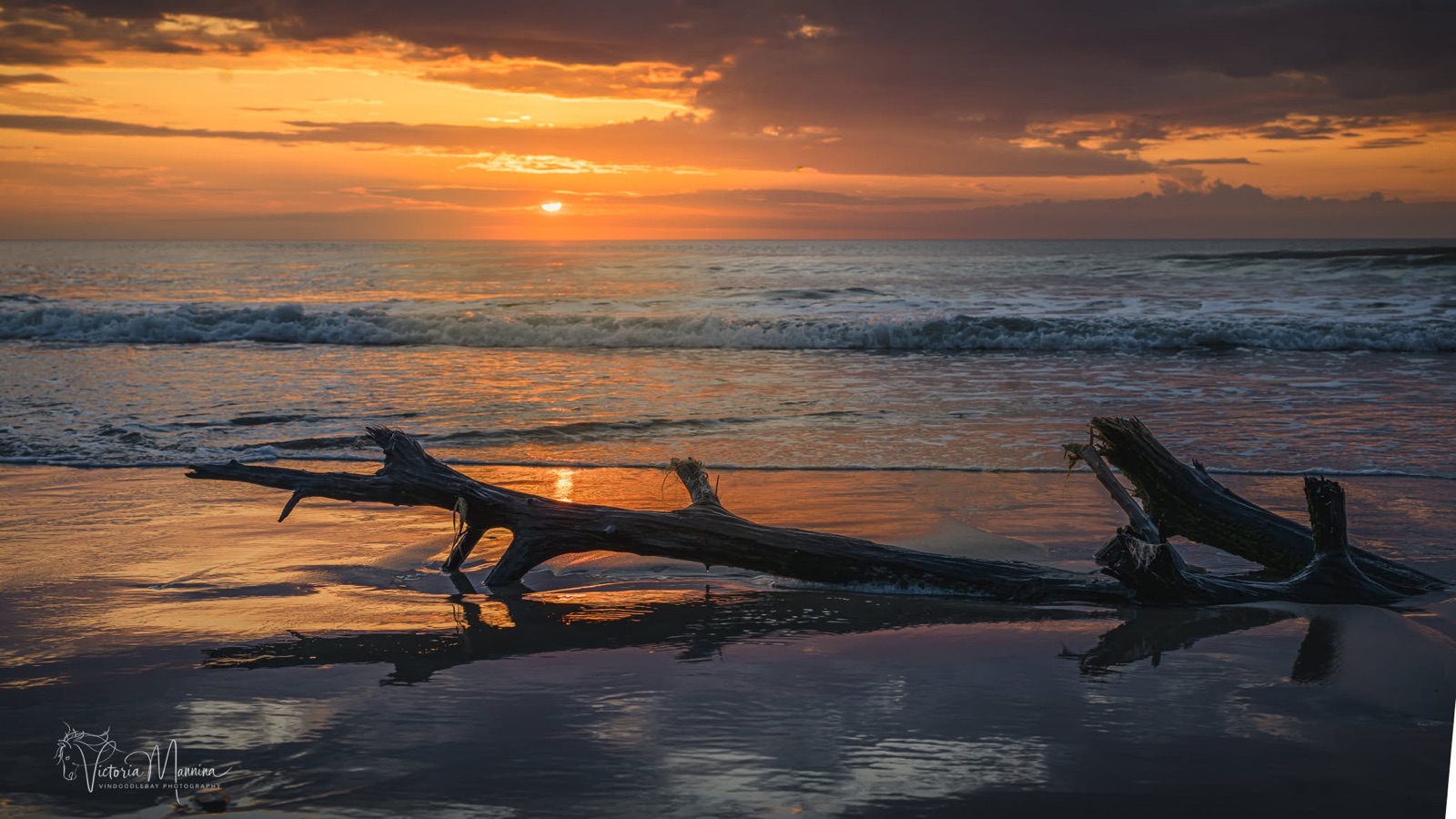 Weathered driftwood on beach at sunset