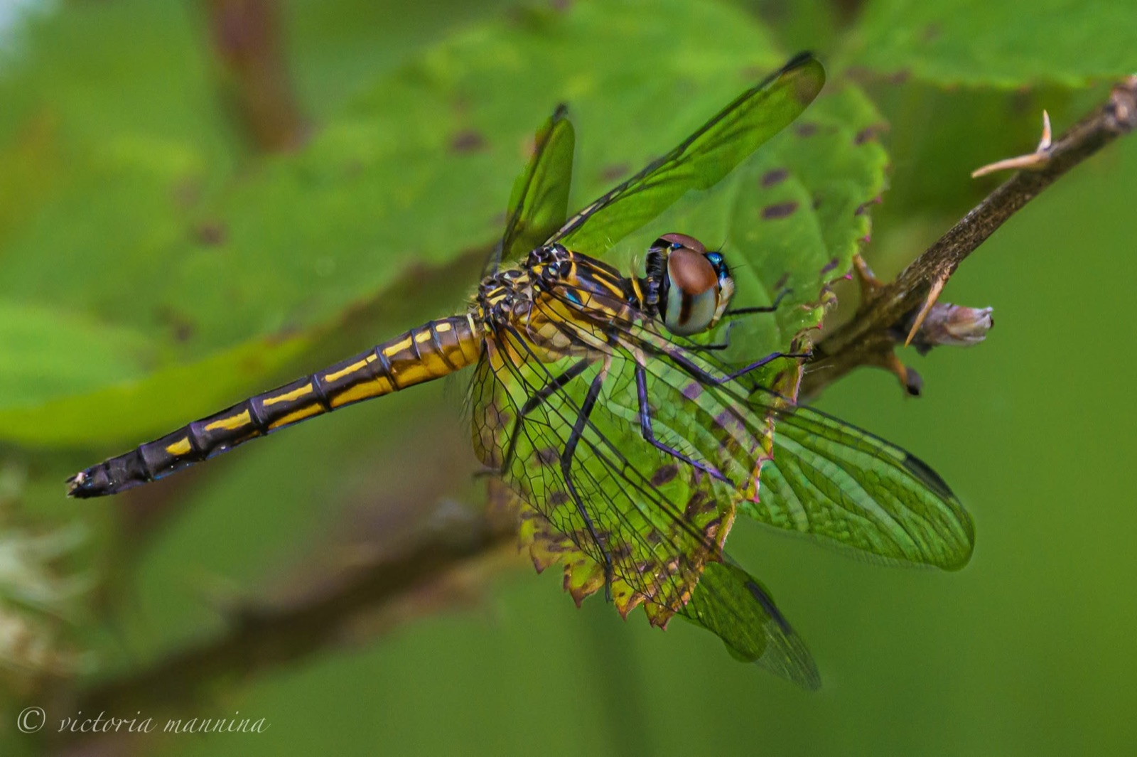 Dragonfly perched on leaf edge, wings spread