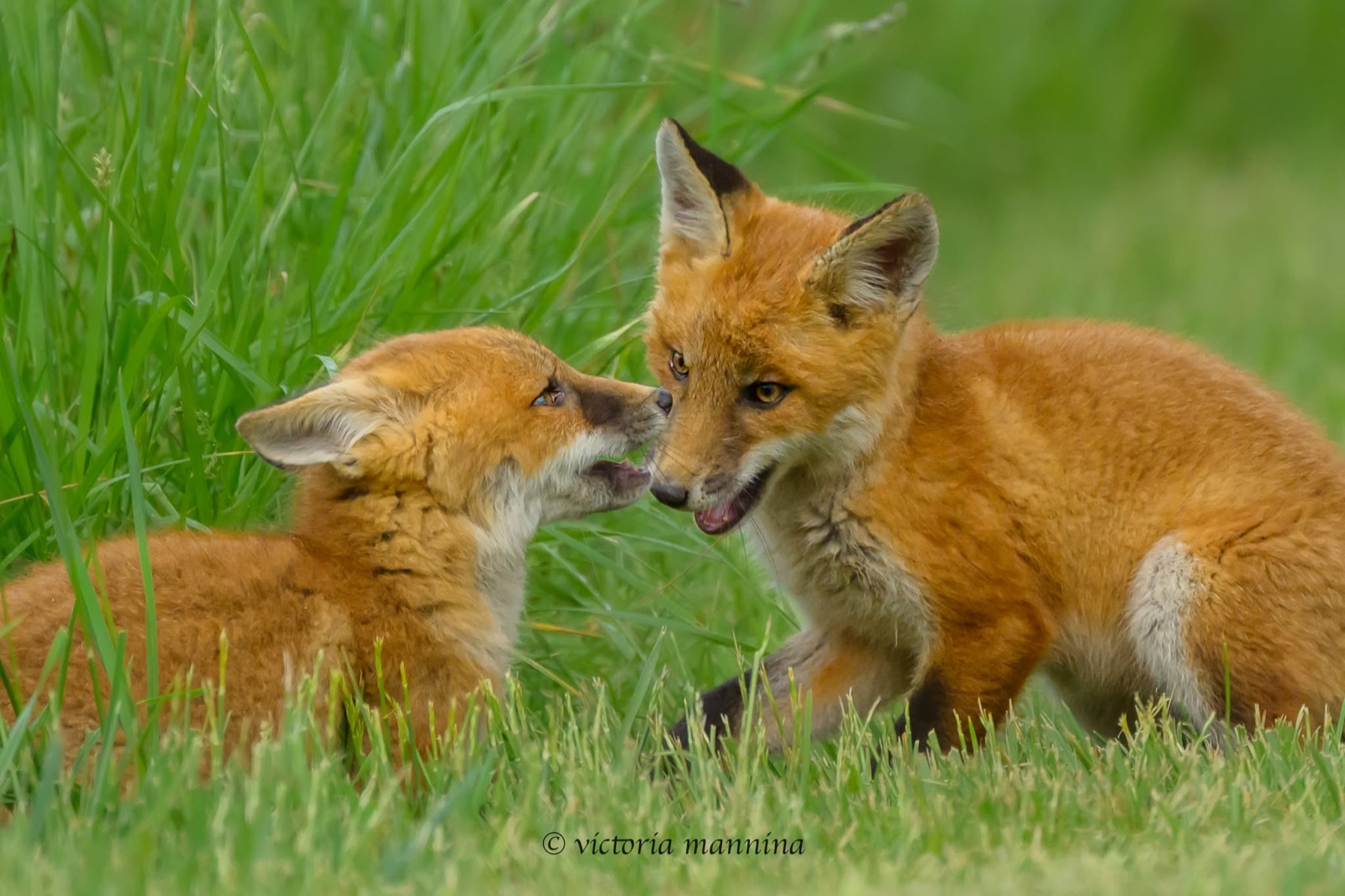 two red fox kits nuzzling face to face in green grass