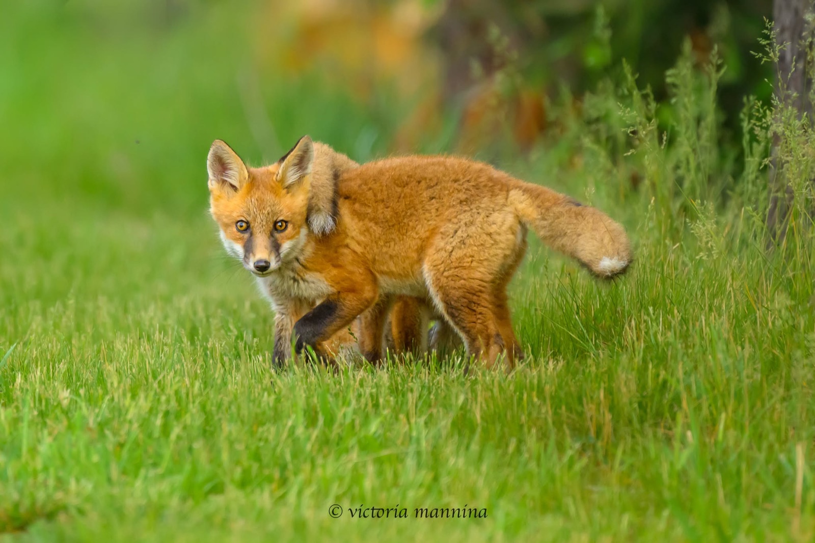 young red fox standing in grass gazing at camera