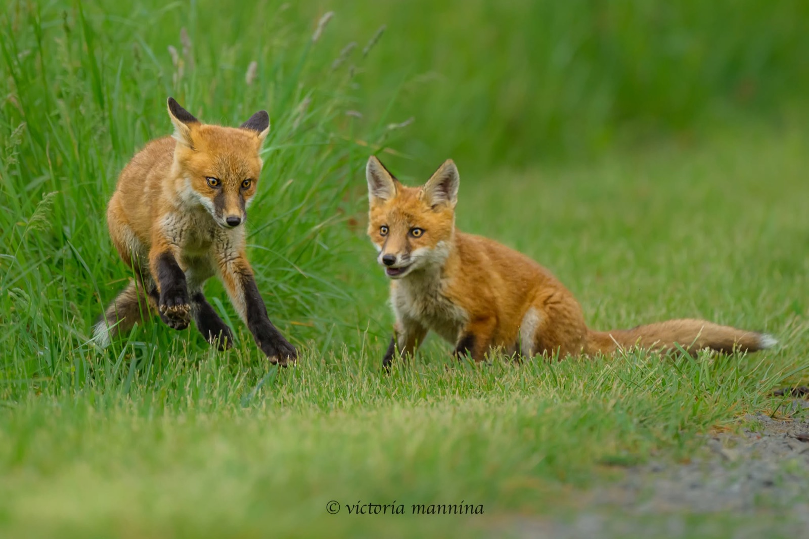two fox kits chasing each other in grass, one mid-leap