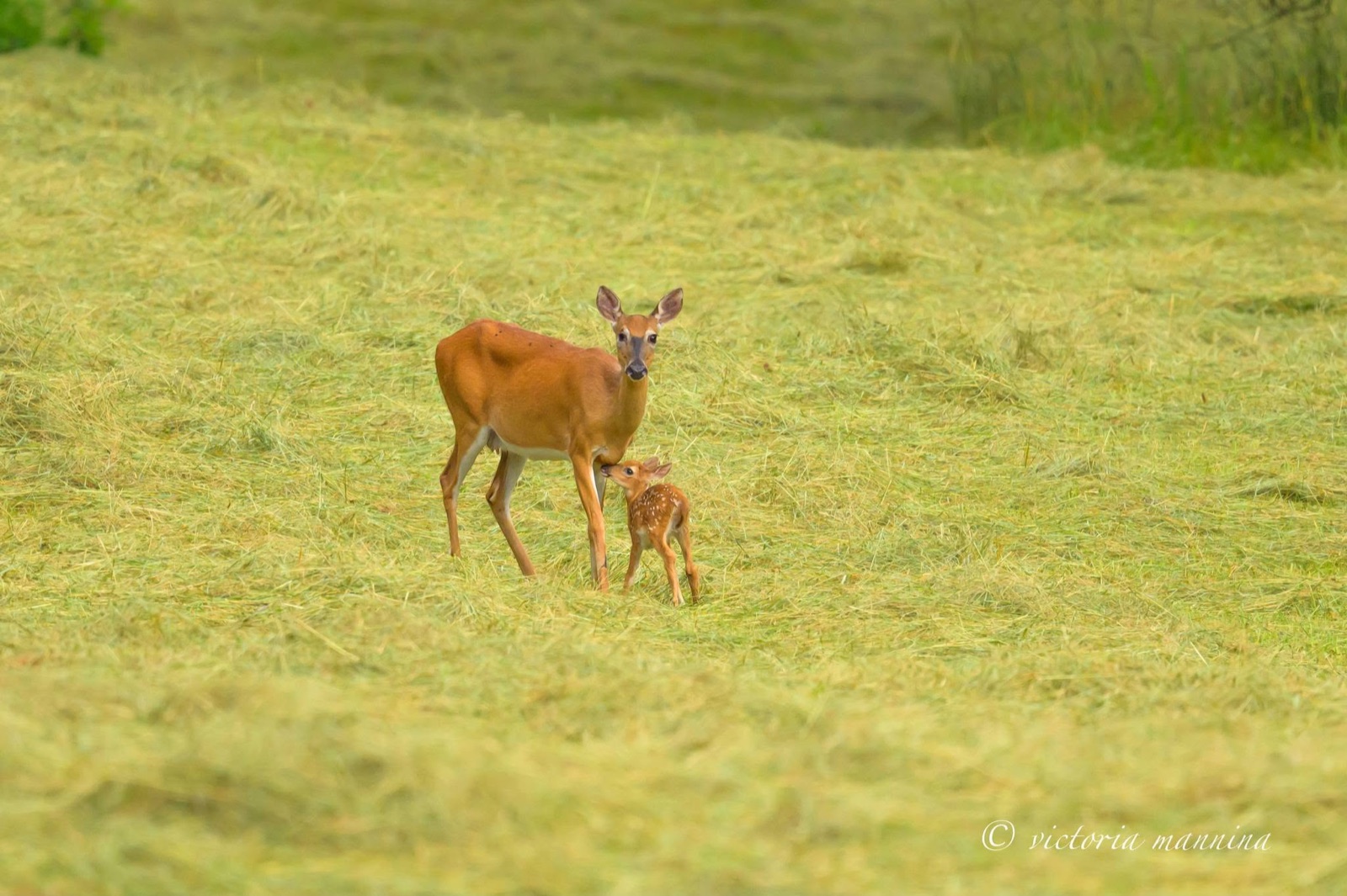 white-tailed doe standing with newborn spotted fawn