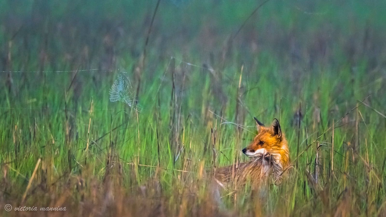 Red fox peering through tall green marsh grass