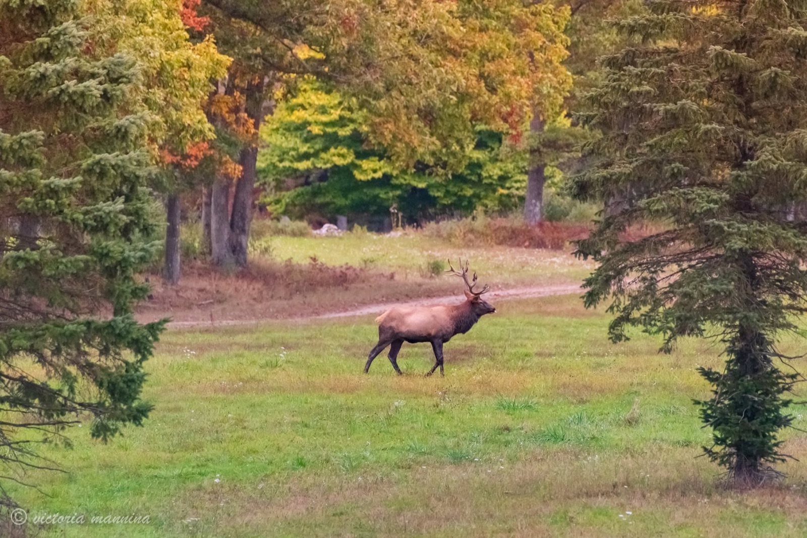 Bull elk walking through grassy clearing framed by fall trees