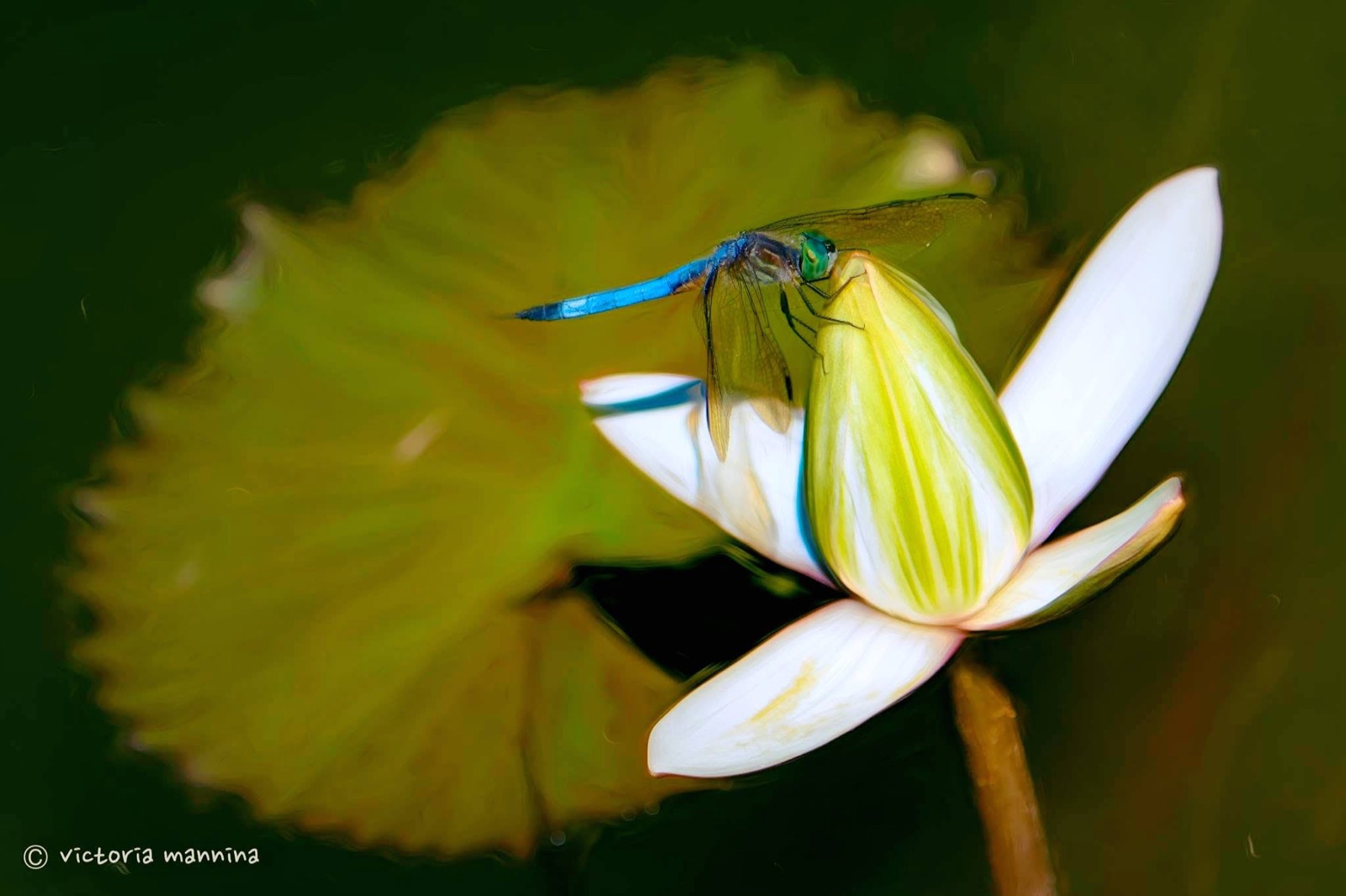 Blue dragonfly resting on white water lily bud