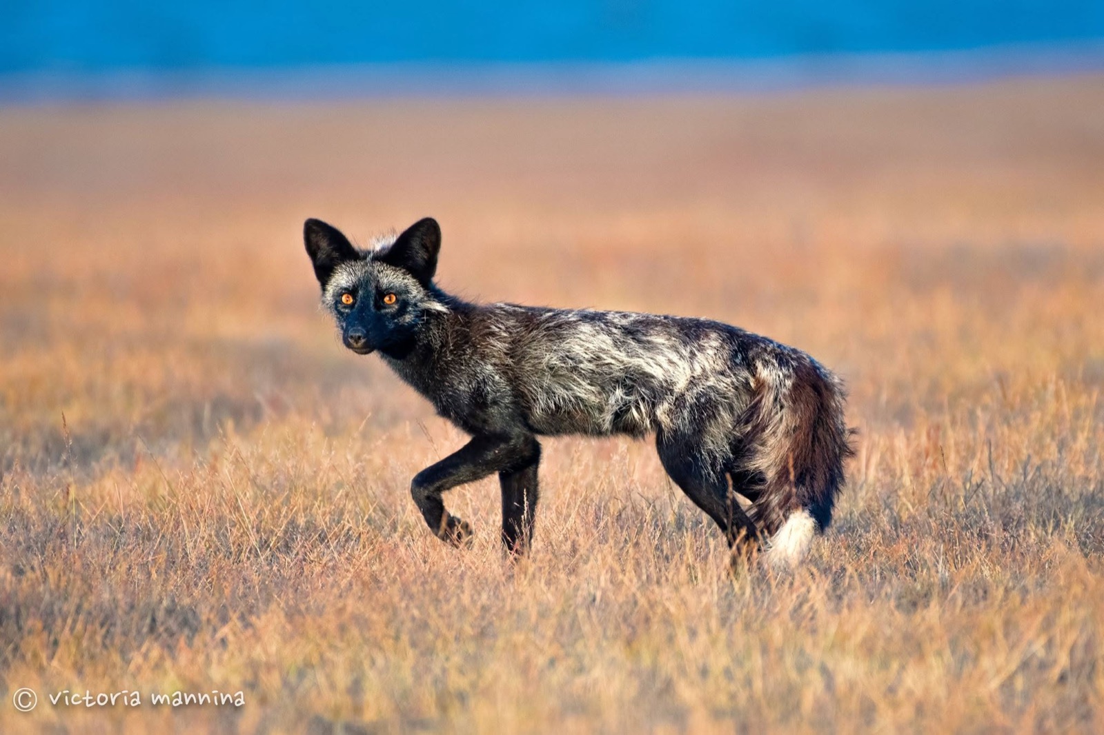 Dark silver-colored fox walking through golden grass